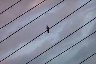 AJ Schokora, Pájaro en un alambre