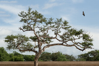 AJ Schokora, Dreaming Tree (Myanmar, Asia)