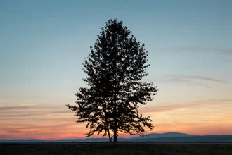 El primer árbol en Polonia - Fotografía artística de AJ Schokora