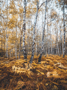 Holger Nimtz, bosque de otoño
