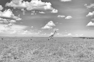 Jirafa en der Masai Mara, Kenia - Fotografía artística de Angelika Stern