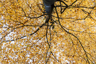 Nadja Jacke, Haya con hojas de otoño (Alemania, Europa)