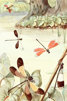 Gráficos de naturaleza vintage, libélulas junto al estanque (Alemania, Europa)