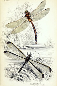 Gráficos de naturaleza vintage, dos libélulas junto al estanque (Alemania, Europa)