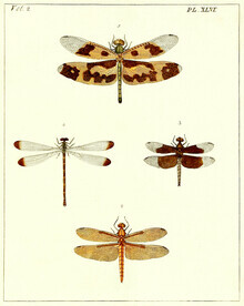 Gráficos de naturaleza vintage, cuatro libélulas (Alemania, Europa)