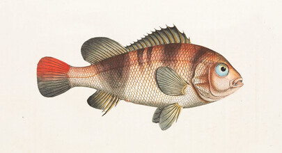 Vintage Nature Graphics, Fish 6 - Alemania, Europa)