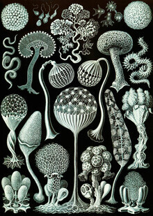 Vintage Nature Graphics, Mycetozoa (Alemania, Europa)