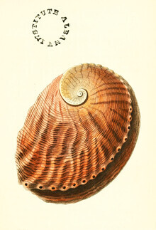 Vintage Nature Graphics, Vintage Illustration Shell (Alemania, Europa)