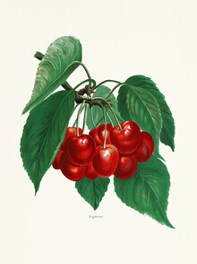 Vintage Nature Graphics, Vintage illustration Cherries 2 (Alemania, Europa)