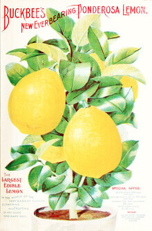 Vintage Nature Graphics, Buckbee's New Everbearing Ponderosa Lemon (Alemania, Europa)
