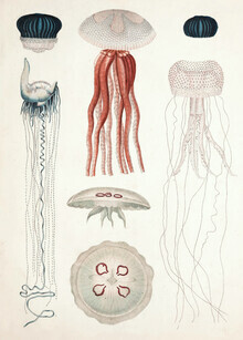Gráficos de naturaleza vintage, ilustración vintage de diferentes tipos de medusas (Alemania, Europa)