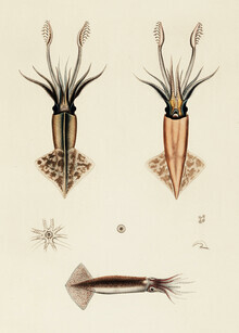 Gráficos de naturaleza vintage, ilustración vintage Onychoteuthis Rutilus / Onychoteuthis Brevimanus (Alemania, Europa)