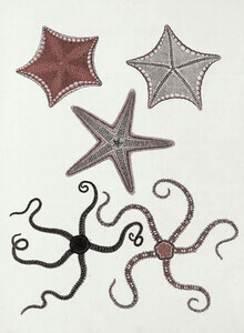 Gráficos de naturaleza vintage, ilustración vintage de estrellas de mar (Alemania, Europa)