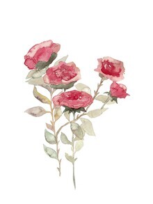 Christina Wolff, rosas rojas