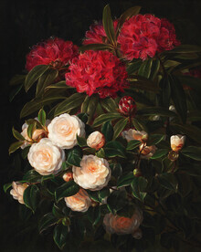 Art Classics, JL Jensen: Kamelier og rhododendron (Alemania, Europa)