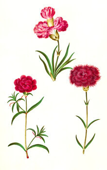 Gráficos de naturaleza vintage, ilustración vintage de claveles (Alemania, Europa)