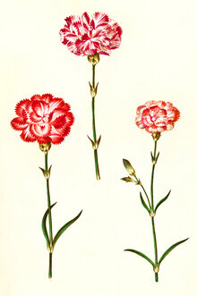 Gráficos de naturaleza vintage, ilustración vintage de claveles rojos (Alemania, Europa)