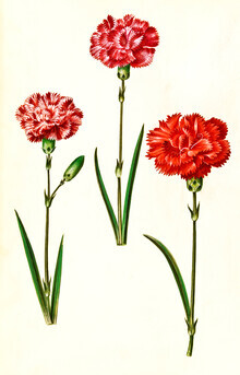 Gráficos de naturaleza vintage, ilustración vintage de claveles (Alemania, Europa)