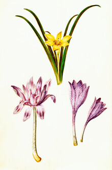 Gráficos de naturaleza vintage, ilustración vintage de flores de primavera (Alemania, Europa)