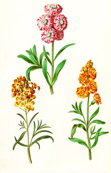 Gráficos de naturaleza vintage, ilustración vintage de flores florecientes (Alemania, Europa)