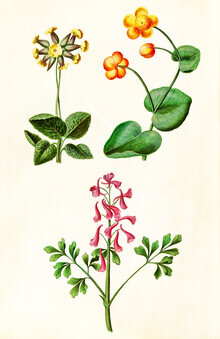 Gráficos de naturaleza vintage, ilustración vintage de varias flores (Alemania, Europa)