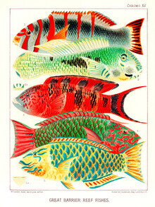 Gráficos de naturaleza vintage, peces de la Gran Barrera de Coral de Australia por William Saville-Kent (Alemania, Europa)