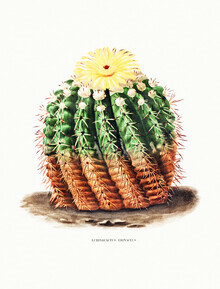 Vintage Nature Graphics, Echinocactus Erinaceus (Alemania, Europa)
