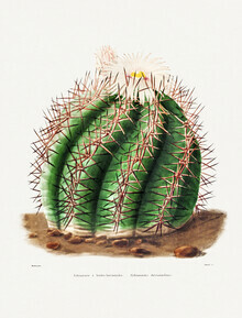Gráficos de naturaleza vintage, Echinocactus Horizonthalonius (Francia, Europa)