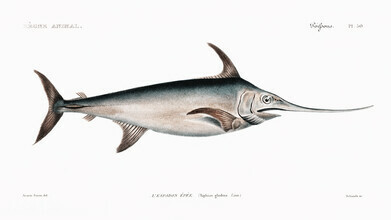 Vintage Nature Graphics, Le Regne Animal: Swordfish (Francia, Europa)