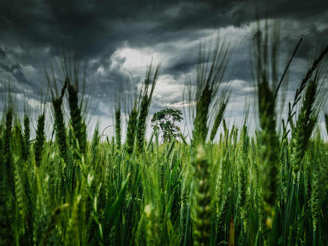 La tormenta de Greg Hogan