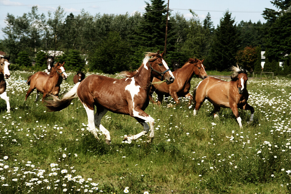 spring horses