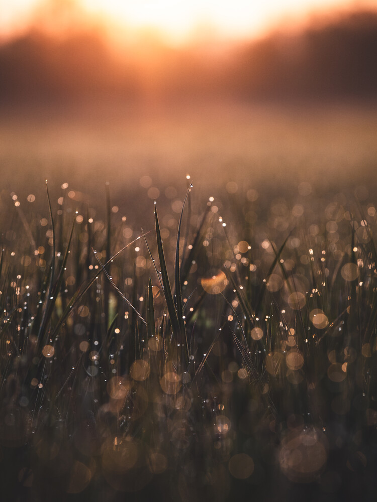 Gergo Kazsimer Morning Dew Photocircle Net