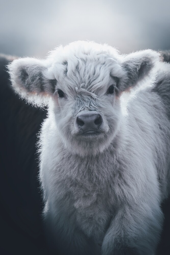 Patrick Monatsberger - 'Little White Highland Cow' | Photocircle.net