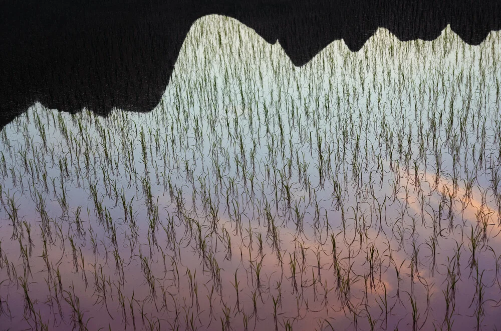 Rice Paddy Reflections - Photographie d'art par AJ Schokora