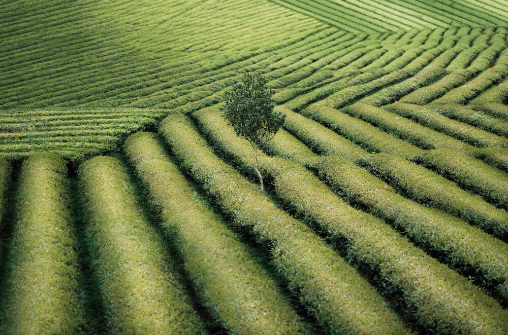 Arbre dans un champ de thé - Photographie fineart par AJ Schokora