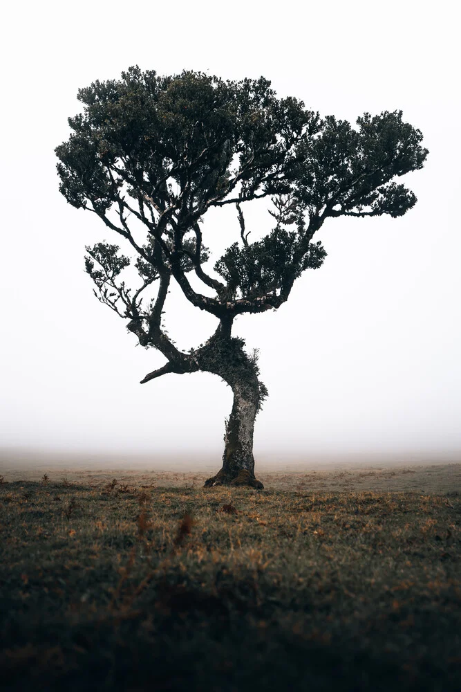 Einsamer Baum 3/3 - photographie de Sergej Antoni