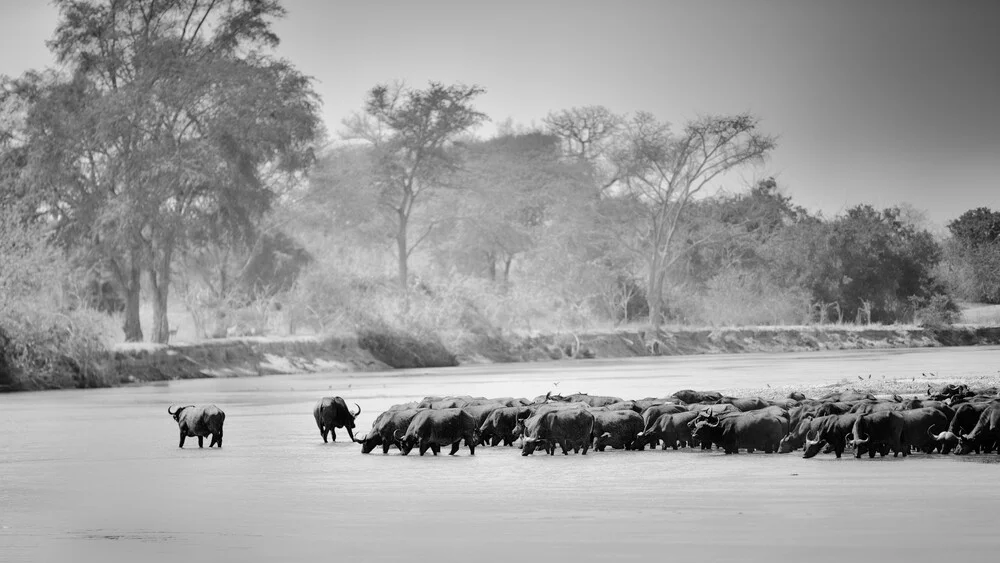 Troupeau de bisons Mwaleshi River North Luangwa - Photographie fineart par Dennis Wehrmann