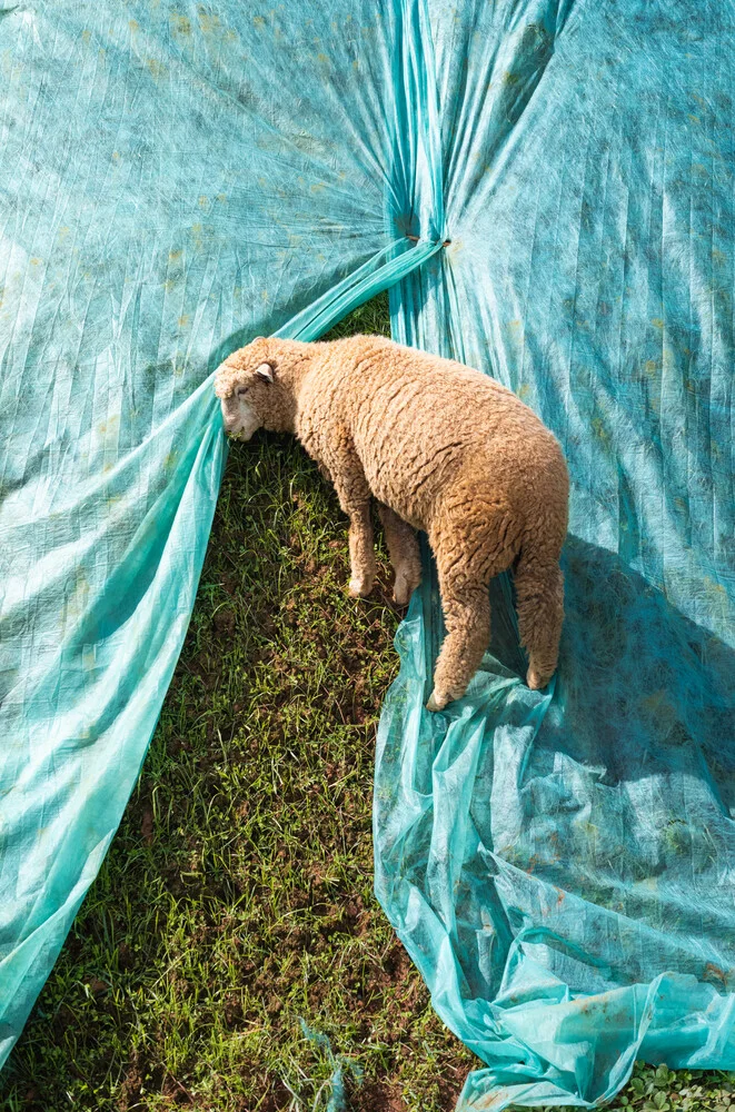 Lone Lamb - Photographie d'art par AJ Schokora