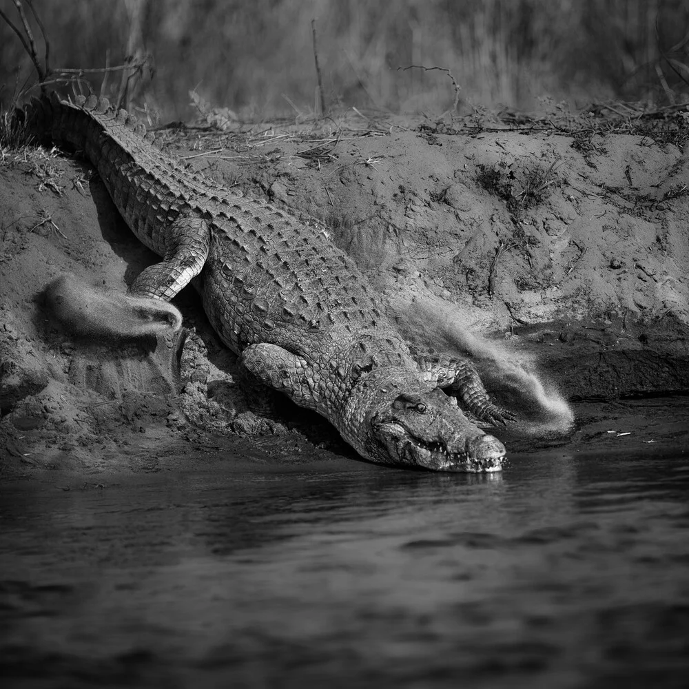 crocodylia - Photographie d'art par Dennis Wehrmann