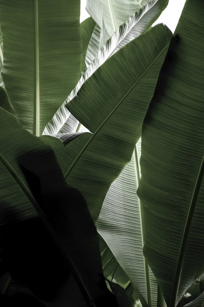 banana beach palm boogy - Photographie d'art par Studio Na.hili