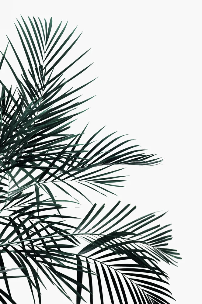 feuille de palmier minimale - Photographie d'art par Studio Na.hili