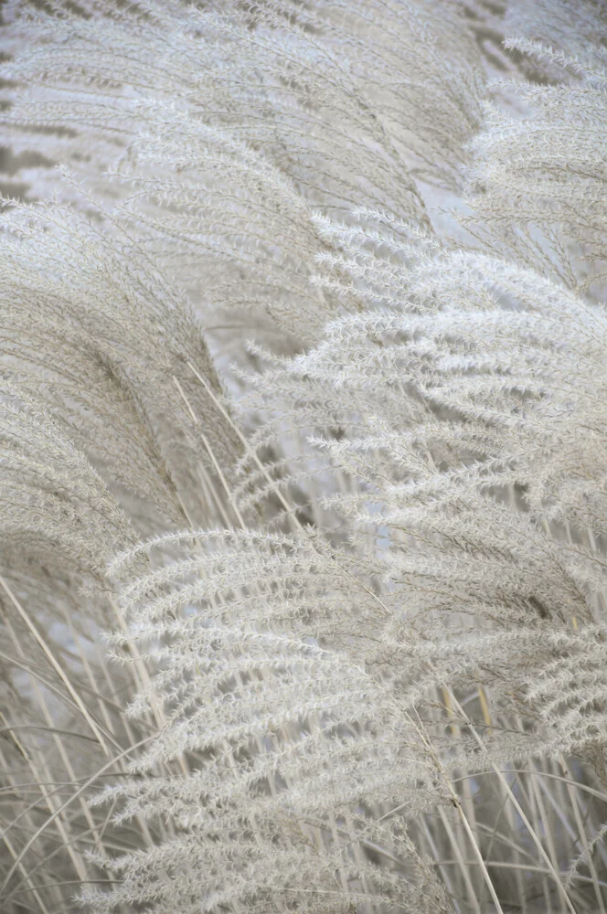 RÊVES boho blanc beige - pampas - Photographie d'art par Studio Na.hili