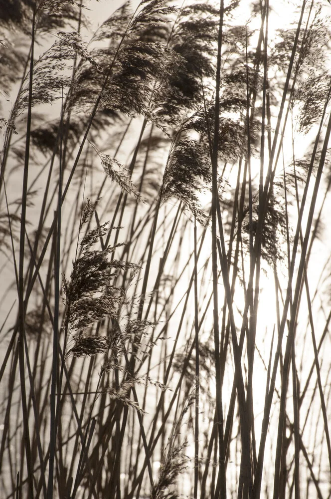 herbes au COUCHER DE SOLEIL doré - Photographie fineart par Studio Na.hili