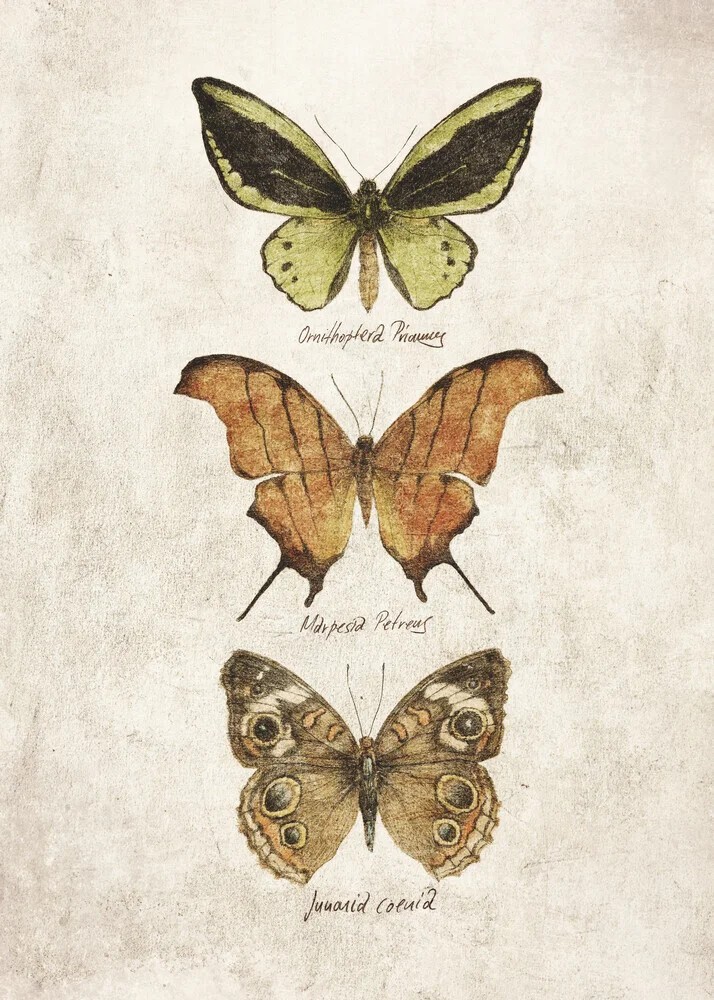 Papillons III - Photographie d'art par Mike Koubou