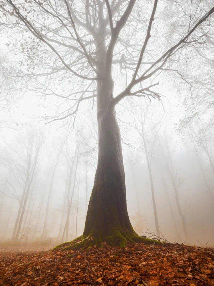 Arbre mystique dans la forêt d'automne - Photographie fineart de Jan Becke