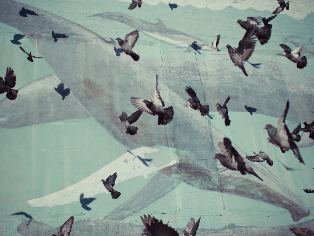Pigeons + Baleines - Photographie fineart par Erin Kao
