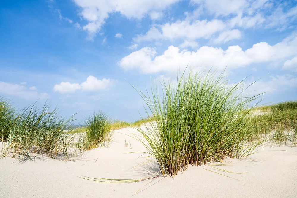 Herbe de plage sur la plage des dunes - Photographie fineart de Jan Becke