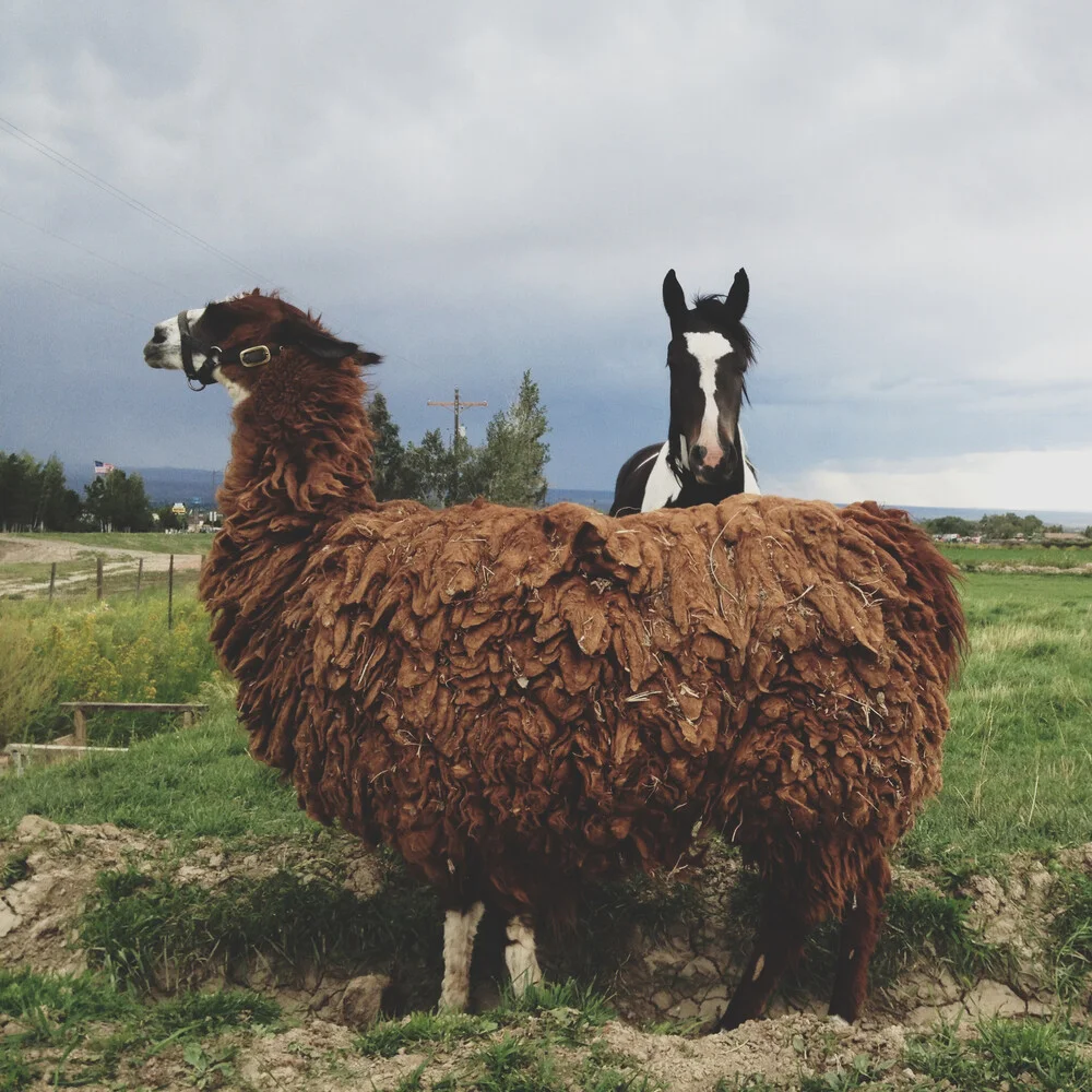 Lama et cheval - fotokunst de Kevin Russ