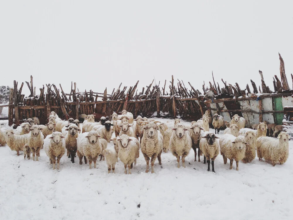 Snowy Sheep Stare - Photographie fineart par Kevin Russ