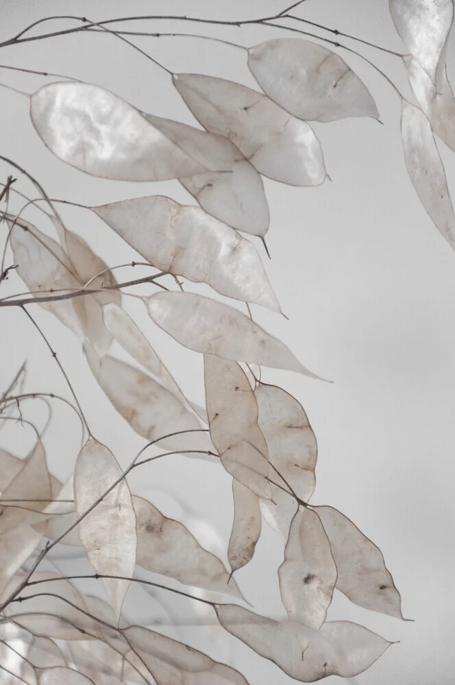 branches abstraites récoltées dans la FORÊT - Photographie fineart par Studio Na.hili